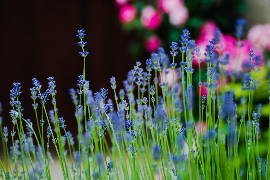 Manoir Du Bois Mignon Bed & Breakfast Le Fleix ภายนอก รูปภาพ